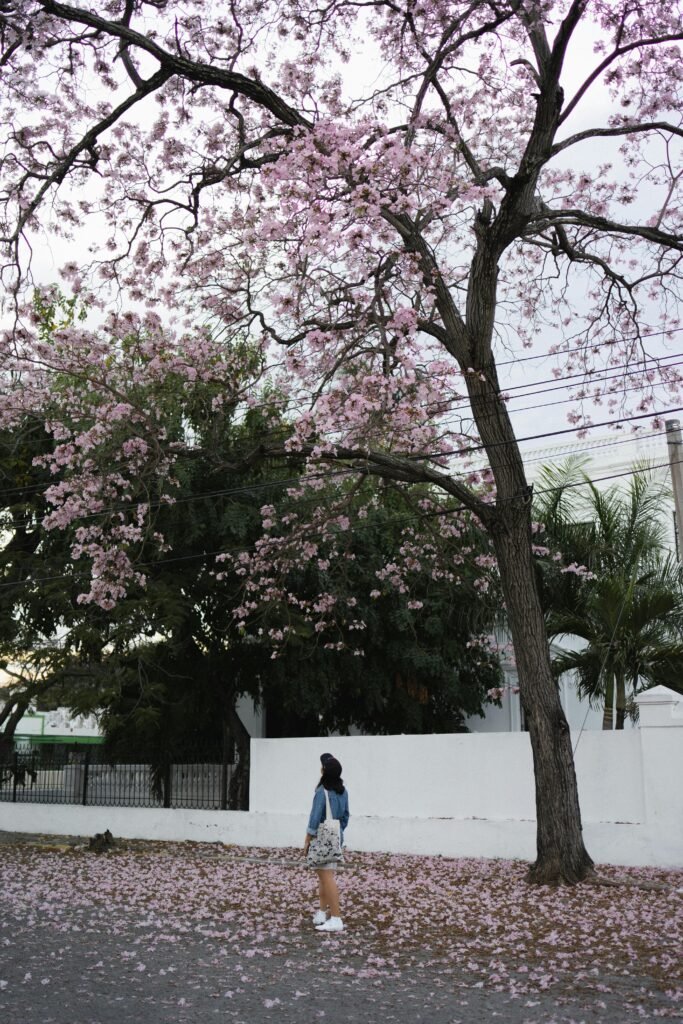 Scenic view of cherry blossoms on a street in Merida, Yucatan, with a person admiring the beauty.